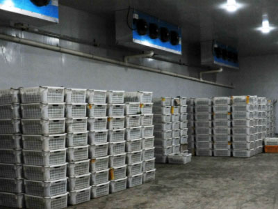 ���������ε������ʪ���� 